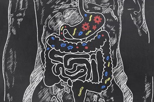 fun facts about digestive system